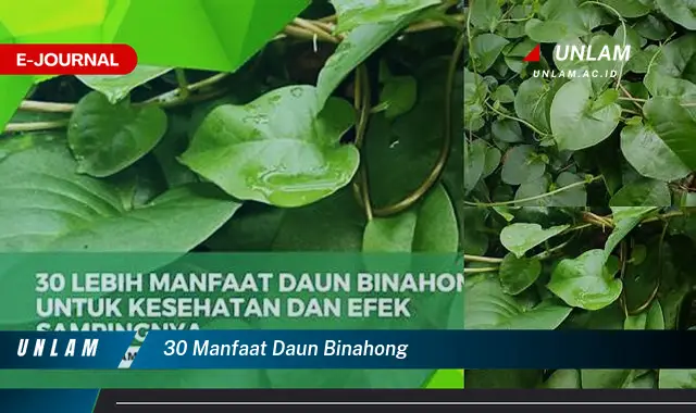 30 manfaat daun binahong