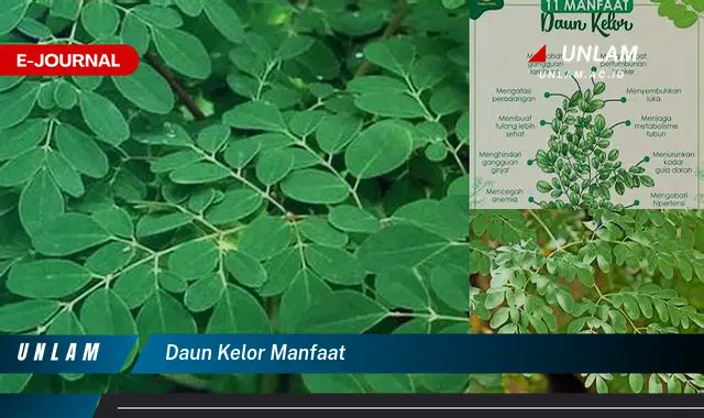 daun kelor manfaat