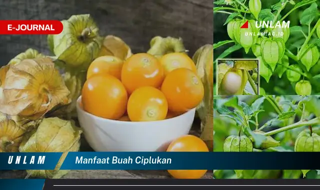 manfaat buah ciplukan