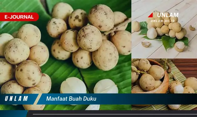 manfaat buah duku