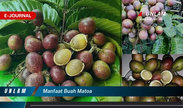 manfaat buah matoa