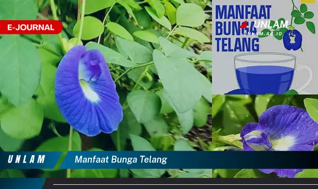 manfaat bunga telang