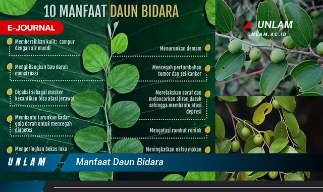 manfaat daun bidara