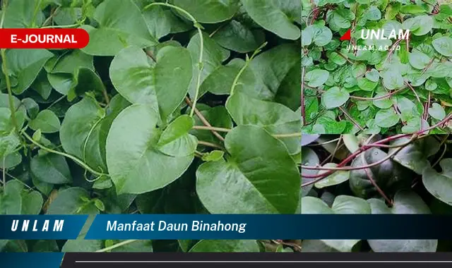 manfaat daun binahong