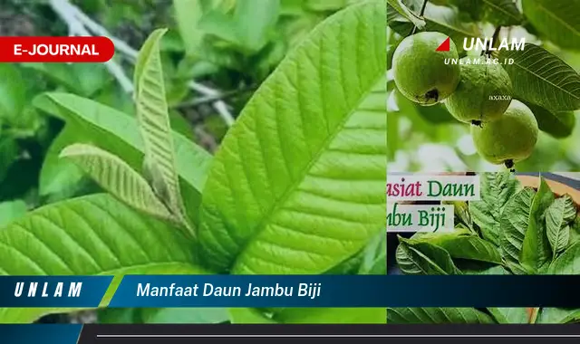 manfaat daun jambu biji