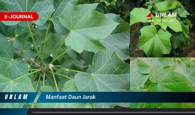 manfaat daun jarak