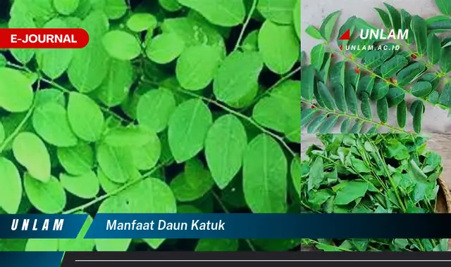 manfaat daun katuk