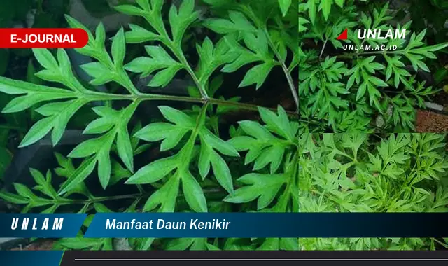 manfaat daun kenikir