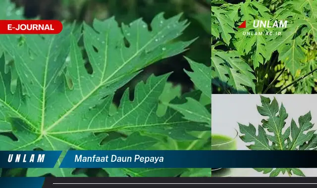 manfaat daun pepaya