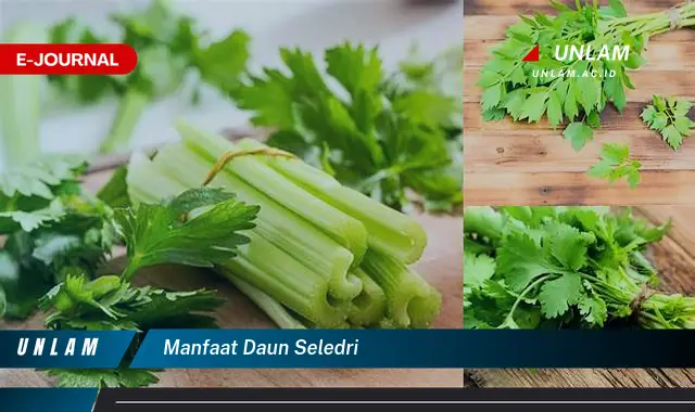 manfaat daun seledri