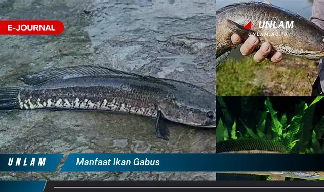 manfaat ikan gabus