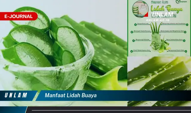 manfaat lidah buaya