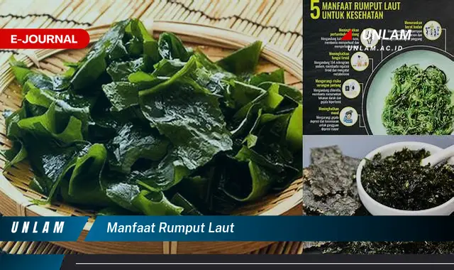 manfaat rumput laut