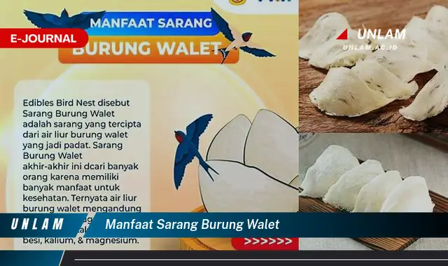 manfaat sarang burung walet