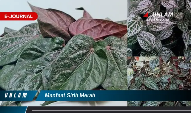 manfaat sirih merah